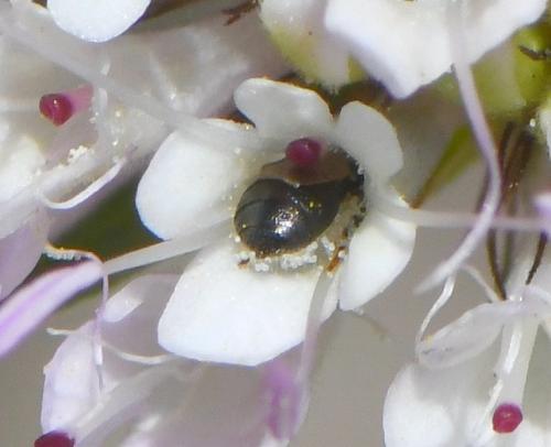 Réf. 261 087 : Ceratina parvula